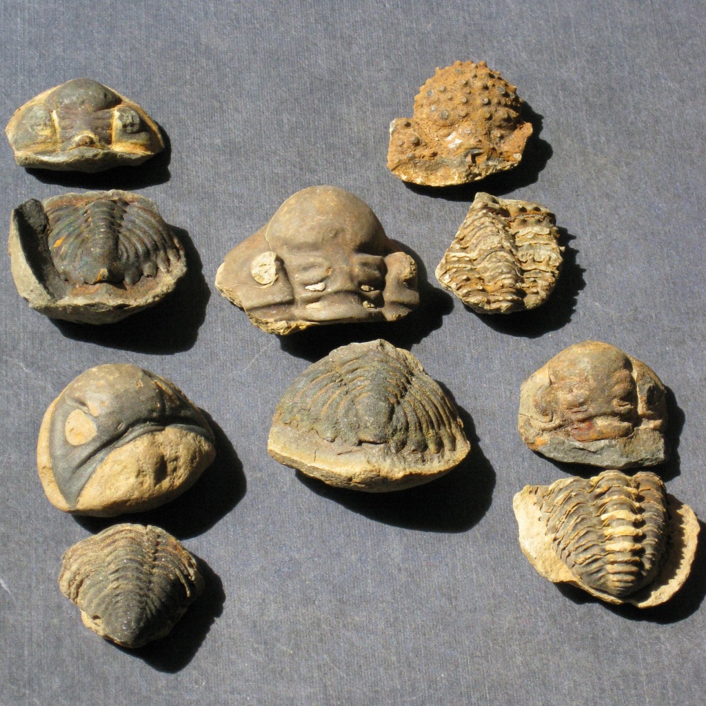devonian trilobites