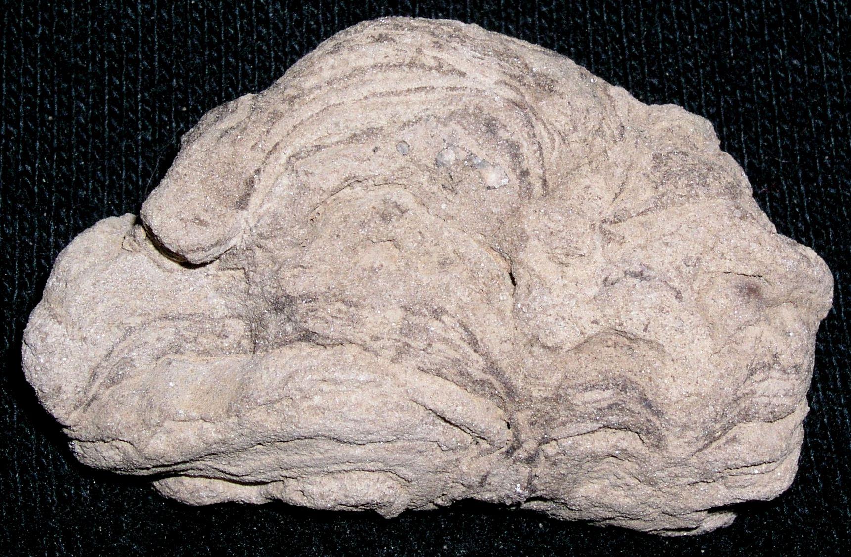 Stromatolite_Wyoming